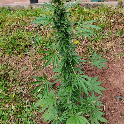 Las 3 marías  #3 growlog timeline photo