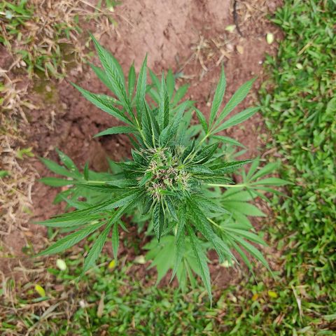 Las 3 marías  #3 growlog timeline photo