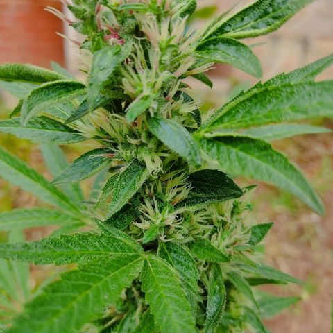 Las 3 marías  #3 growlog timeline photo