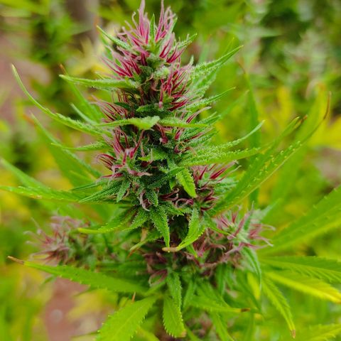 Desconocida #2 growlog timeline photo