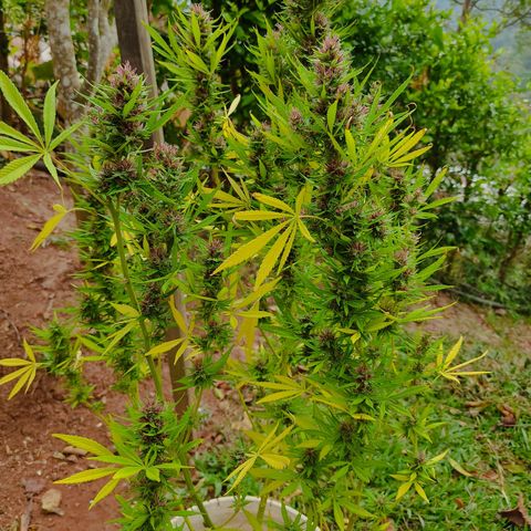 Desconocida #2 growlog timeline photo