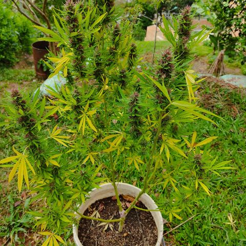 Desconocida #2 growlog timeline photo