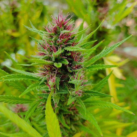 Desconocida #2 growlog timeline photo