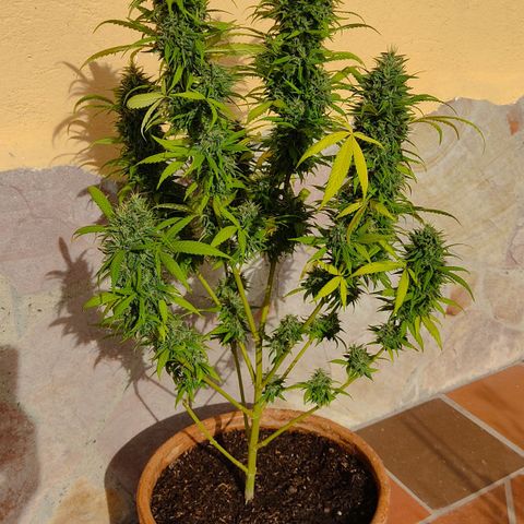 MesaMad growlog timeline photo