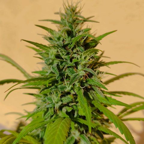 MesaMad growlog timeline photo