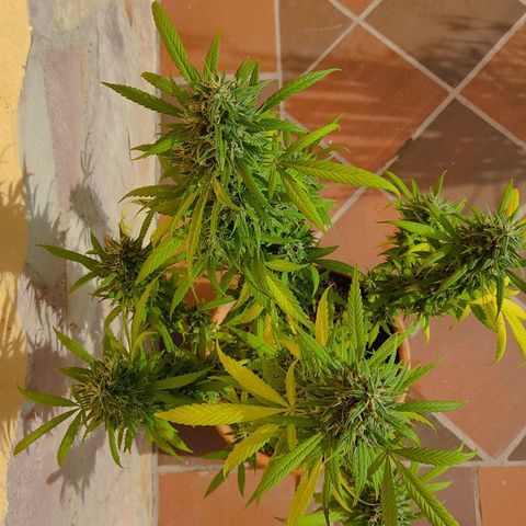 MesaMad growlog timeline photo