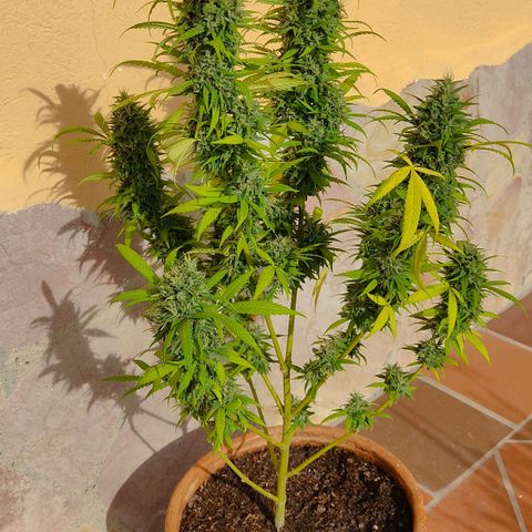 MesaMad growlog timeline photo