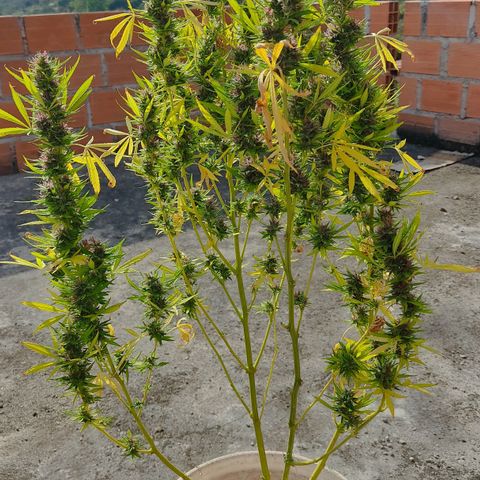 Desconocida #2 growlog timeline photo