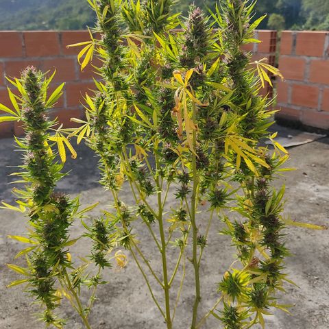 Desconocida #2 growlog timeline photo