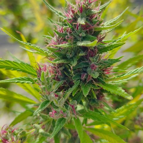 Desconocida #2 growlog timeline photo