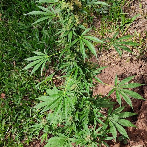 Las 3 marías  #3 growlog timeline photo