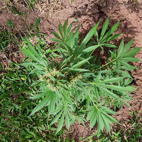 Las 3 marías  #3 growlog timeline photo