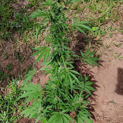 Las 3 marías  #3 growlog timeline photo