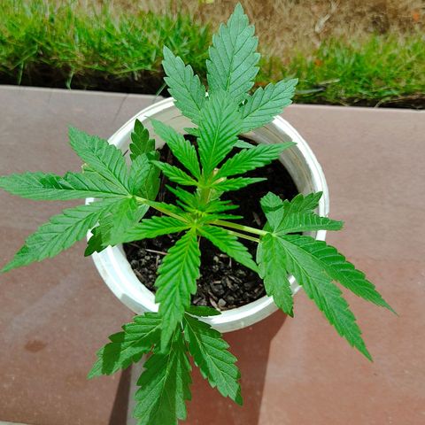Novellow growlog timeline photo