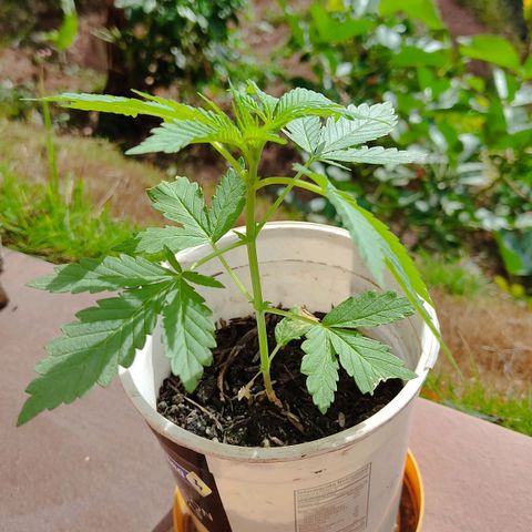 Novellow growlog timeline photo