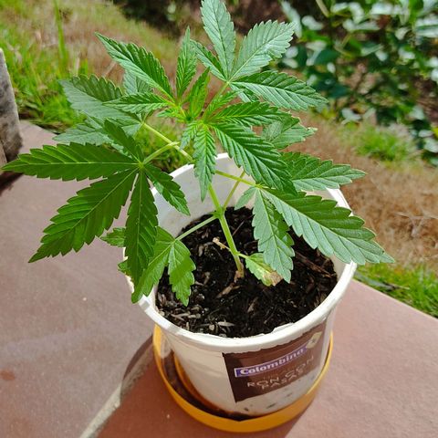 Novellow growlog timeline photo