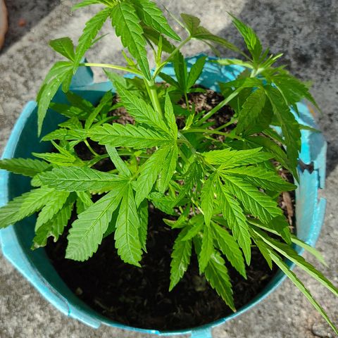 Catas BD #1 growlog timeline photo
