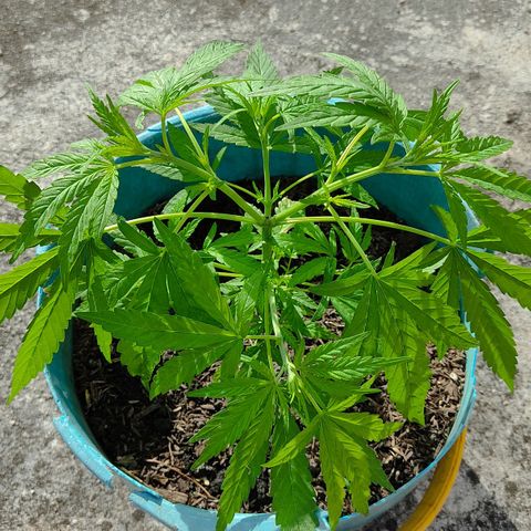 Catas BD #1 growlog timeline photo