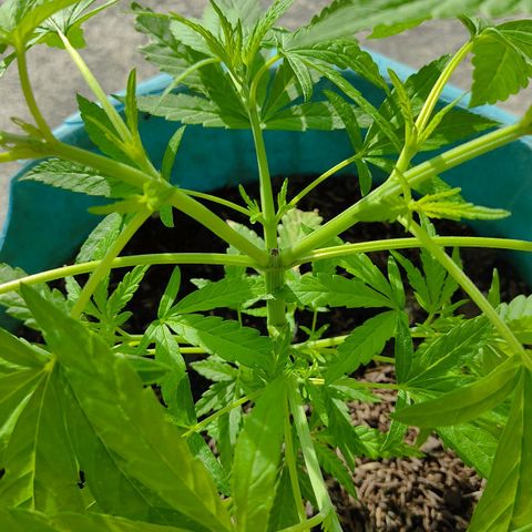 Catas BD #1 growlog timeline photo