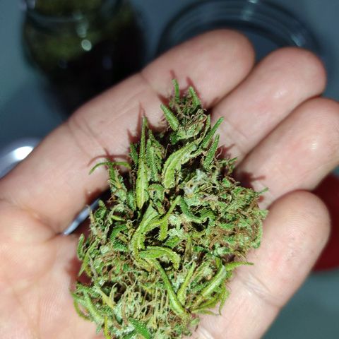 Rosa kush growlog photo: Peso: 89 gr