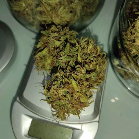 Rosa kush growlog photo: Peso: 89 gr