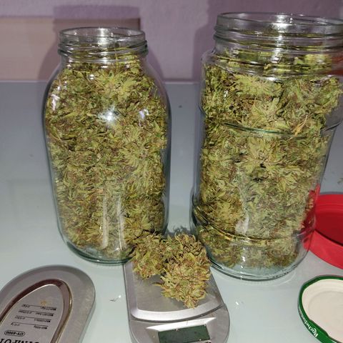 Rosa kush growlog photo: Peso: 89 gr