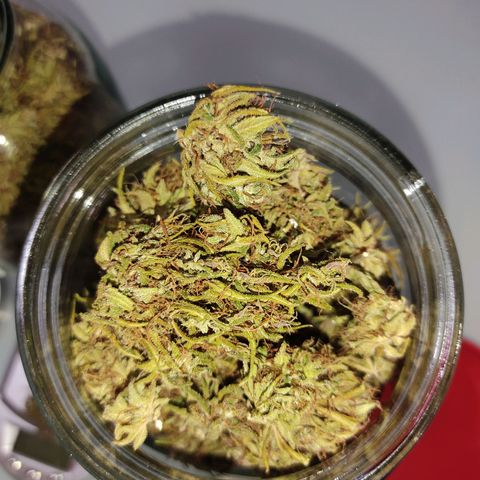 Rosa kush growlog photo: Peso: 89 gr