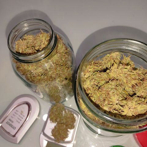 Rosa kush growlog photo: Peso: 89 gr