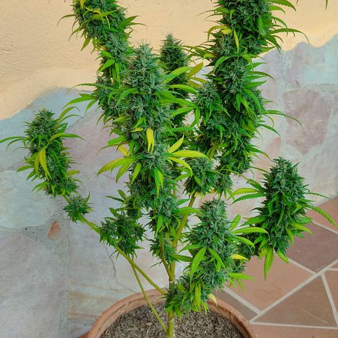 MesaMad growlog timeline photo