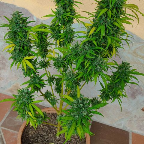 MesaMad growlog timeline photo