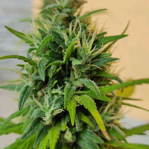 MesaMad growlog timeline photo