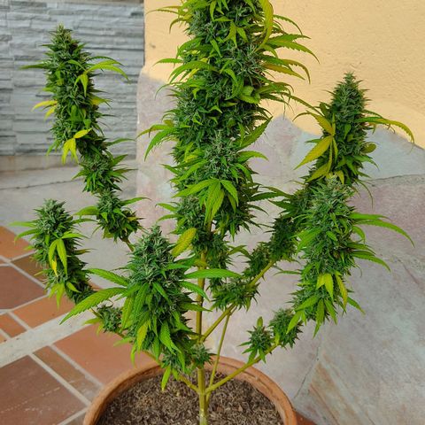 MesaMad growlog timeline photo