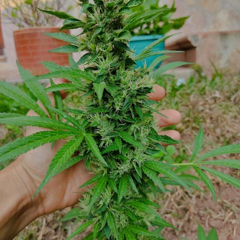 Las 3 marías  #3 growlog timeline photo