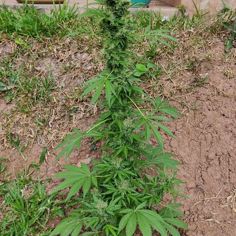 Las 3 marías  #3 growlog timeline photo