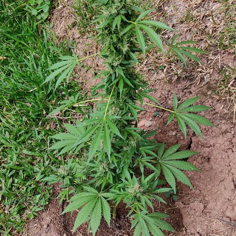 Las 3 marías  #3 growlog timeline photo