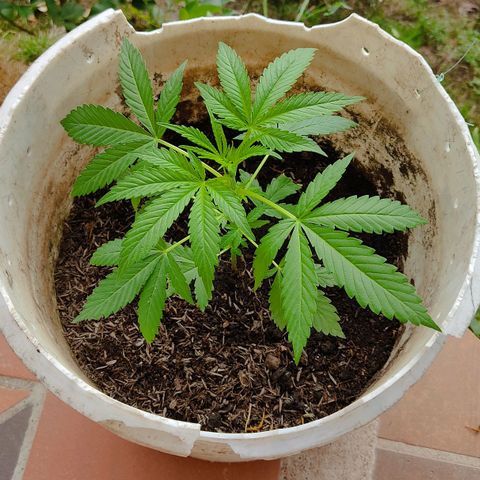 Novellow growlog timeline photo
