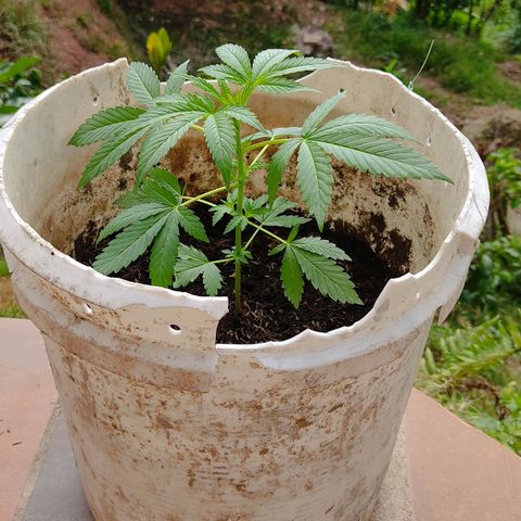 Novellow growlog timeline photo