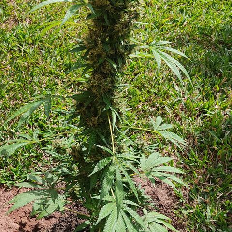 Las 3 marías  #3 growlog timeline photo