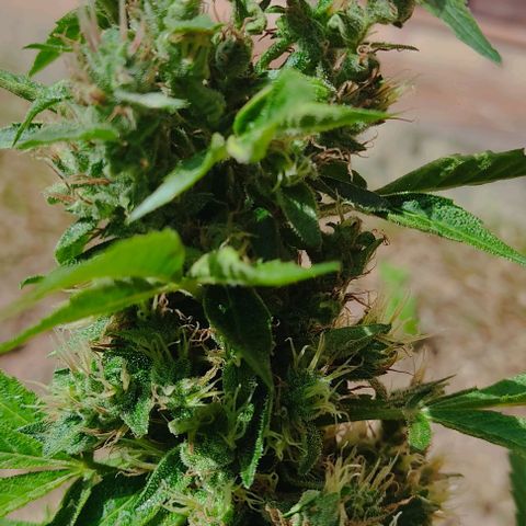 Las 3 marías  #3 growlog timeline photo