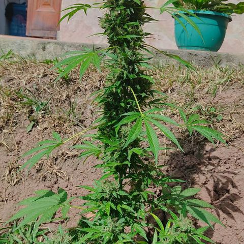 Las 3 marías  #3 growlog timeline photo
