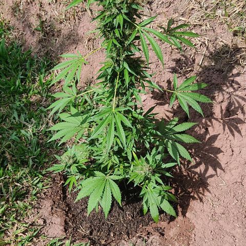 Las 3 marías  #3 growlog timeline photo