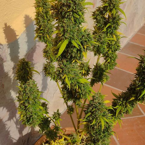 MesaMad growlog timeline photo