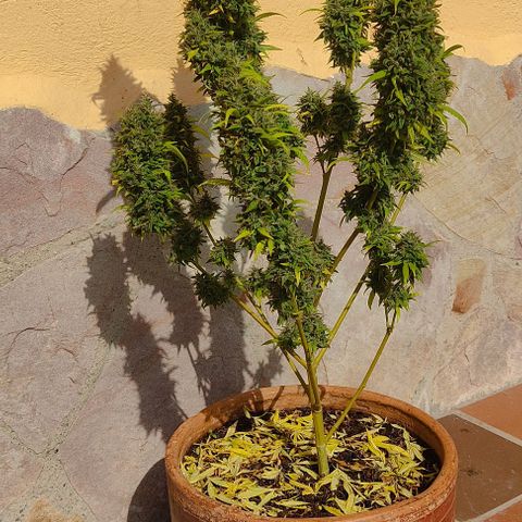 MesaMad growlog timeline photo