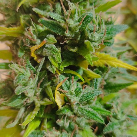 MesaMad growlog timeline photo