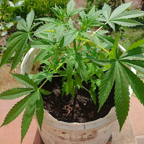 Novellow growlog timeline photo