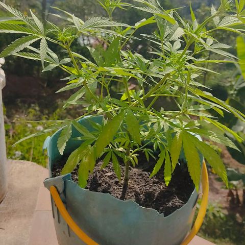 Catas BD #1 growlog timeline photo