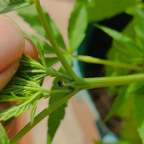 Catas BD #1 growlog timeline photo