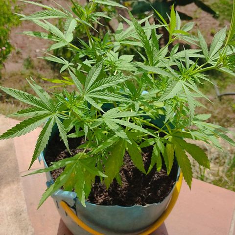 Catas BD #1 growlog timeline photo