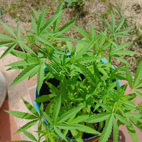 Catas BD #1 growlog timeline photo