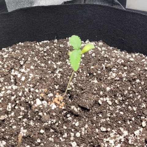 Purple honey  growlog photo: 1.left 2.right 2.left 4.right